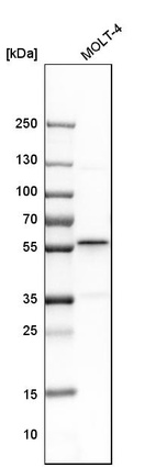 Western blot analysis in human cell line MOLT-4.