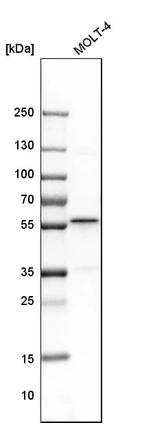 Western blot analysis in human cell line MOLT-4.