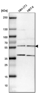 Western blot analysis in mouse cell line NIH-3T3 and rat cell line NBT-II.