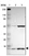 Anti-UBE2D2 Antibody