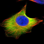 Immunofluorescent staining of human cell line U-251 MG shows localization to plasma membrane & cytosol.