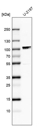 Anti-MAMLD1 Antibody