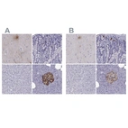 Anti-PCSK1N Antibody