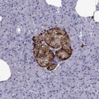 Immunohistochemical staining of human pancreas shows strong cytoplasmic positivity in islets of Langerhans.