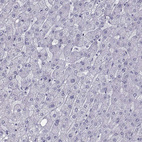 Anti-PCSK1N Antibody