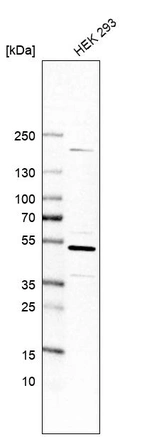 Western blot analysis in human cell line HEK 293.