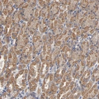 Immunohistochemical staining of human Stomach shows moderate cytoplasmic positivity in glandular cells and chief cells.