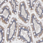 Immunohistochemical staining of human Small intestine shows moderate cytoplasmic positivity in glandular cells.