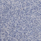 Immunohistochemical staining of human Pancreas shows very weak cytoplasmic positivity in exocrine glandular cells.