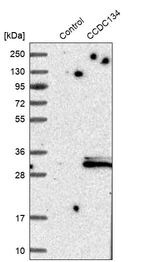 Western blot analysis in control (vector only transfected HEK293T lysate) and CCDC134 over-expression lysate (Co-expressed with a C-terminal myc-DDK tag (~3.1 kDa) in mammalian HEK293T cells, LY411042).