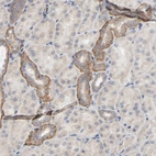 Immunohistochemical staining of human kidney shows moderate cytoplasmic positivity in cells in tubules.