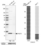 Anti-DYNLT3 Antibody