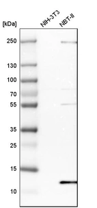 Western blot analysis in mouse cell line NIH-3T3 and rat cell line NBT-II.