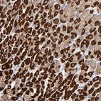 Anti-ASB3 Antibody