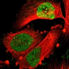 Immunofluorescent staining of human cell line U-251 MG shows localization to nucleoplasm & nucleoli fibrillar center.