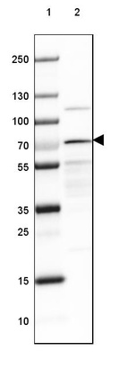 Lane 1: Marker [kDa] 250, 130, 100, 70, 55, 35, 25, 15, 10_br/_Lane 2: Human cell line RT-4