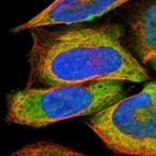 Immunofluorescent staining of human cell line U-2 OS shows localization to nucleoplasm & cytosol.