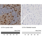 Anti-IL18 Antibody