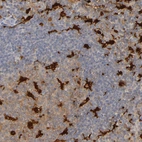 Immunohistochemical staining of human lymph node shows positivity in lymphoid cells.