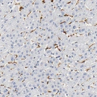 Immunohistochemical staining of human liver shows moderate positivity in Kupffer cells.