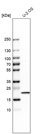 Western blot analysis in human cell line U-2 OS.