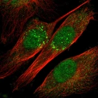 Immunofluorescent staining of human cell line U-251 MG shows localization to nucleus & the Golgi apparatus.