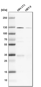 Western blot analysis in mouse cell line NIH-3T3 and rat cell line NBT-II.