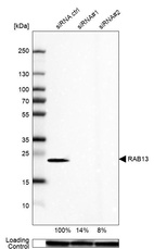 Western blot analysis in U-87MG ATCC cells transfected with control siRNA, target specific siRNA probe #1 and #2, using Anti-RAB13 antibody. Remaining relative intensity is presented. Loading control: Anti-GAPDH.