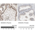 Anti-MAGEA8 Antibody