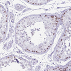 Immunohistochemical staining of human testis shows weak to moderate nuclear positivity in cells in seminiferous ducts.