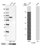 Western blot analysis in human cell line U-2 OS and human cell line A-549.