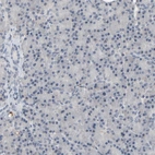Immunohistochemical staining of human pancreas shows no positivity in exocrine glandular cells as expected.