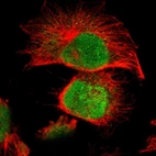 Immunofluorescent staining of human cell line U-251 MG shows localization to nucleus.