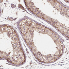 Anti-G3BP1 Antibody