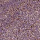 Anti-G3BP1 Antibody