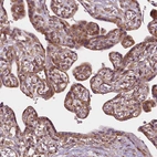 Immunohistochemical staining of human placenta shows positivity in trophoblastic cells.