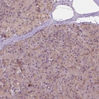 Immunohistochemical staining of human pancreas shows positivity in exocrine glandular cells.