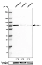 Western blot analysis in A-431 cells transfected with control siRNA, target specific siRNA probe #1 and #2, using Anti-G3BP1 antibody. Remaining relative intensity is presented. Loading control: Anti-GAPDH.