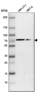 Western blot analysis in mouse cell line NIH-3T3 and rat cell line NBT-II.