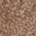 Anti-GNPTG Antibody