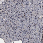 Immunohistochemical staining of human pancreas shows no cytoplasmic positivity in exocrine glandular cells as expected