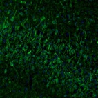 Immunofluorescence staining of mouse piriform cortex shows staining in neuronal cell bodies and dendrites.