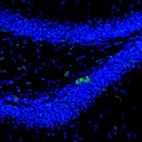 Immunofluorescence staining of mouse dentate gyrus shows staining in a subset of neurons in granular layer.