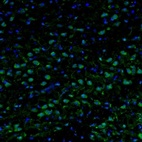 Immunofluorescence staining of mouse medulla shows neuronal staining in the inferior olivary nucleus.