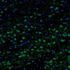 Immunofluorescence staining of mouse medulla shows neuronal staining in the inferior olivary nucleus.