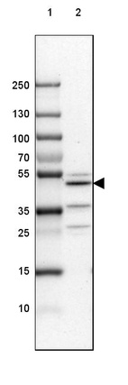 Lane 1: Marker [kDa] 250, 130, 100, 70, 55, 35, 25, 15, 10_br/_Lane 2: Mouse Cerebral Cortex tissue