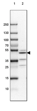 Lane 1: Marker [kDa] 250, 130, 100, 70, 55, 35, 25, 15, 10_br/_Lane 2: Mouse Cerebral Cortex tissue
