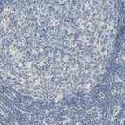 Immunohistochemical staining of human lymph node shows no positivity in germinal center cells as expected.