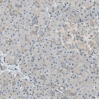 Immunohistochemical staining of human pancreas shows very weak positivity in exocrine glandular cells as expected.