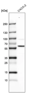Western blot analysis in human cell line CACO-2.